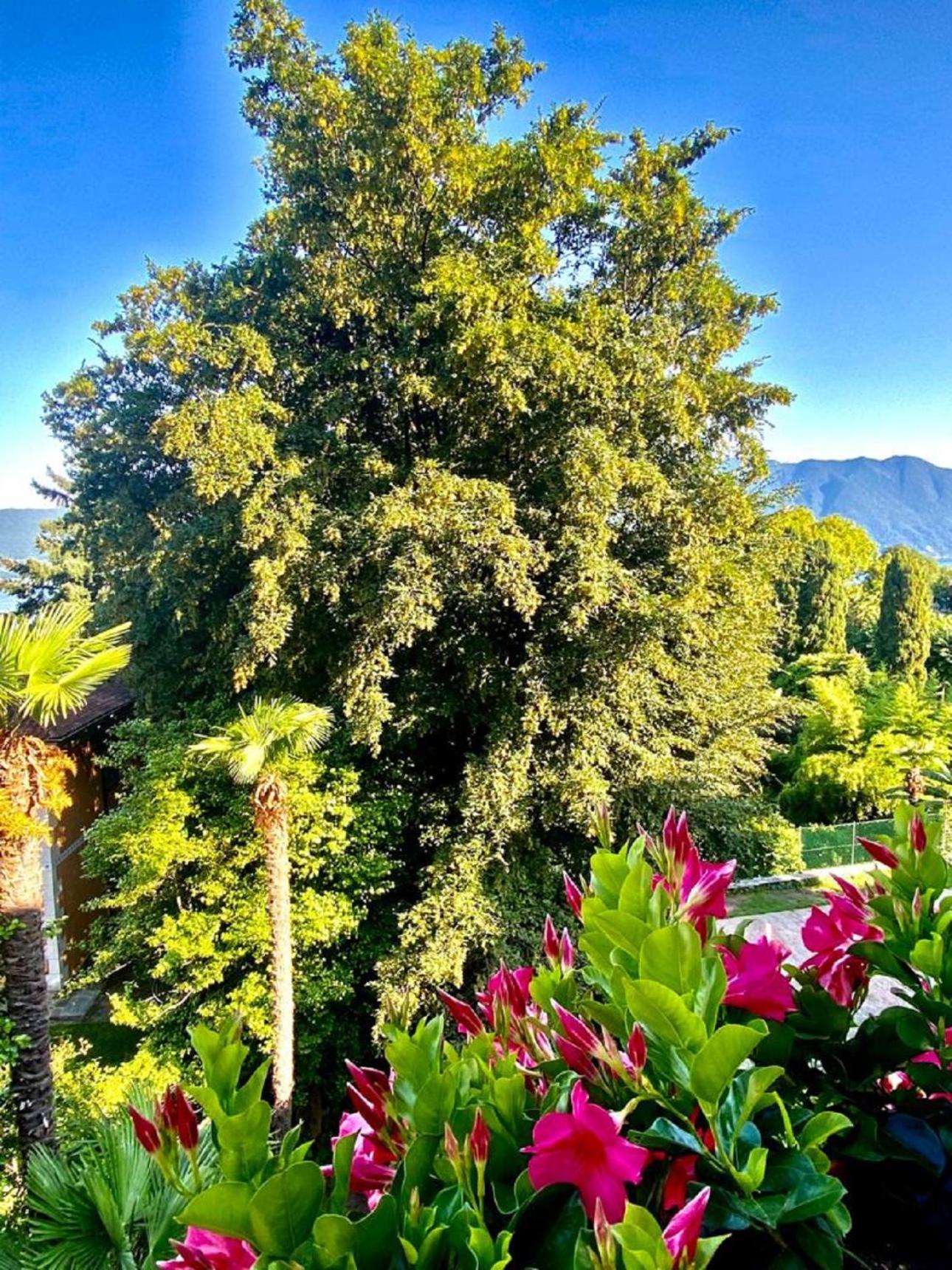 Apartmán Casa Doris Oggebio Exteriér fotografie